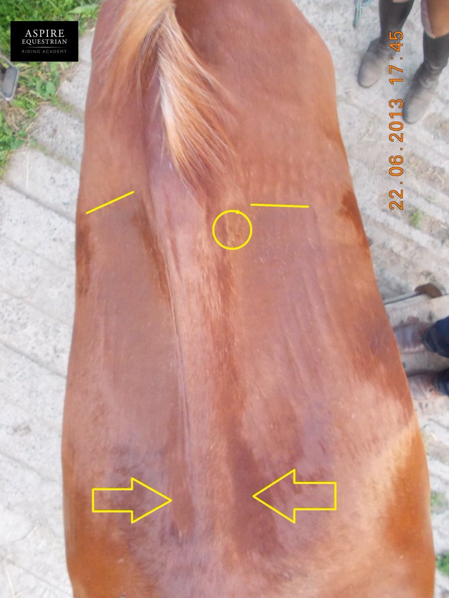 Secret Language of Sweat Marks – Continued aspireequestrian.wordpress.com/2018/05/08/sec…