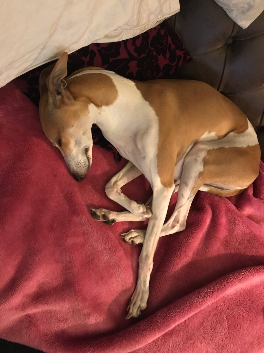 cheeky little whippets