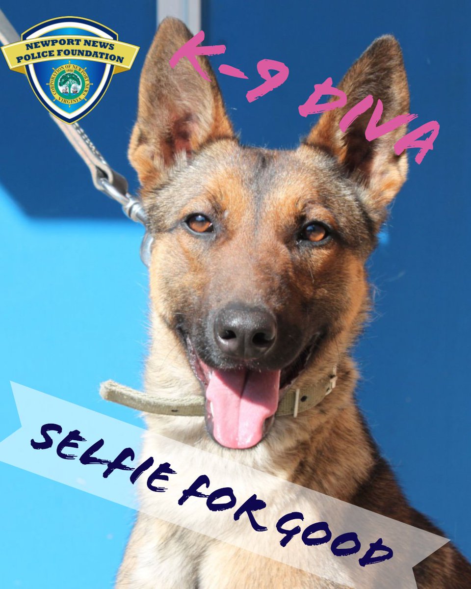 Please join us in welcoming the newest member of the NNPD K9 Unit, K-9 Diva. K-9 Diva is a 15-month-old Belgian Malinois and is the first female patrol dog the NNPD K9 Unit has had. Donate to give her a new kennel during #GiveLocal757 at givelocal757.org/nnpf