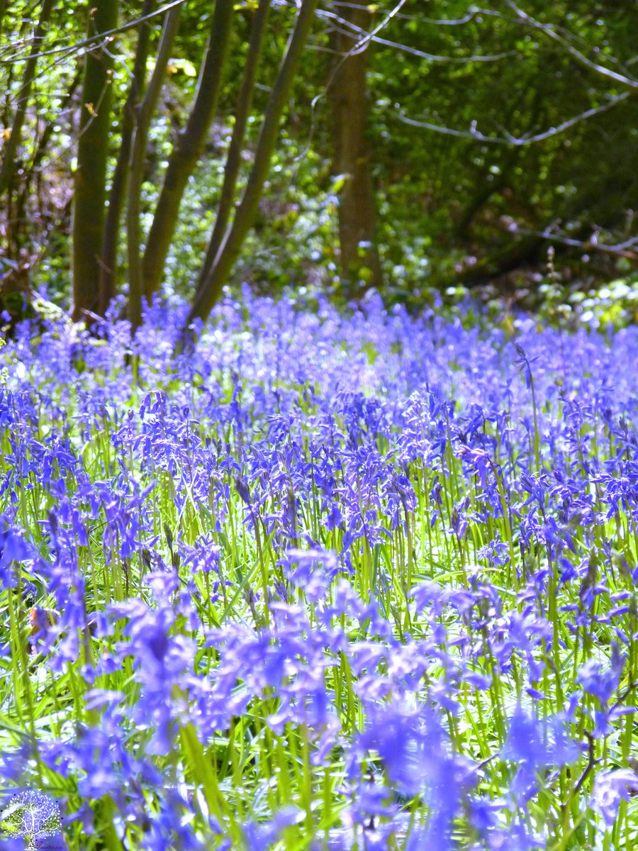 SanjeePerera1's tweet photo. "Enter the wood with care, my love,
Lest you are pulled down by the hue,
Lost in the depths, drowned in blue."
#BluebellSpell from #TheLostWords, by @RobGMacfarlane
Set spine-tinglingly to music by @kj_funk here:
https://t.co/SWloYOodpY #BlueBellChallenge #wildflowerhour https://t.co/uNcS3ZWR72