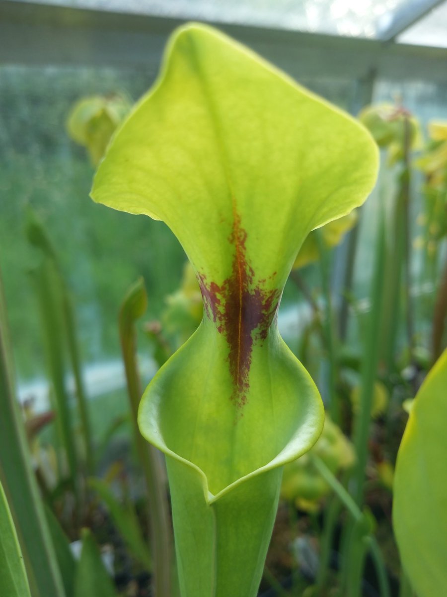 JLClements89's tweet photo. This S. flava var rugelii Bulloch Co GA is a shorter and more slender rugelii, and rather elegant too. #YellowPitcherPlant #Sarracenia #Sarraceniaceae #CarnivorousPlants https://t.co/75do6XrT9u