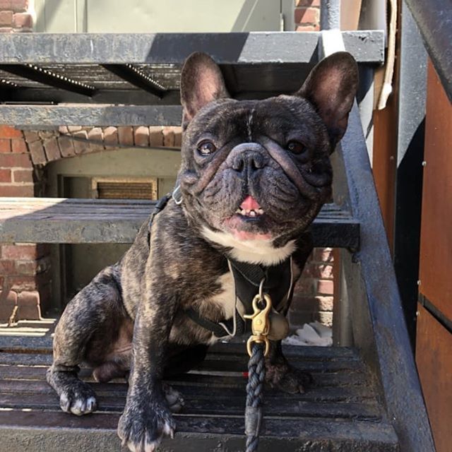 pupsofanarchy's tweet photo. Looking fierce for tongue out Tuesday! #pupsofanarchy #pupsofinstagram #dogservices #dogsofinstagram #dogwalking #dogboarding #torontodogwalker #torontopooch #picturepawfect #torontodogwalks #joinourcrew #thesix #cutedogs #doglife #lovetoronto #captureto… https://t.co/Bn0PdDSZKN https://t.co/DqBkbQ6cFG