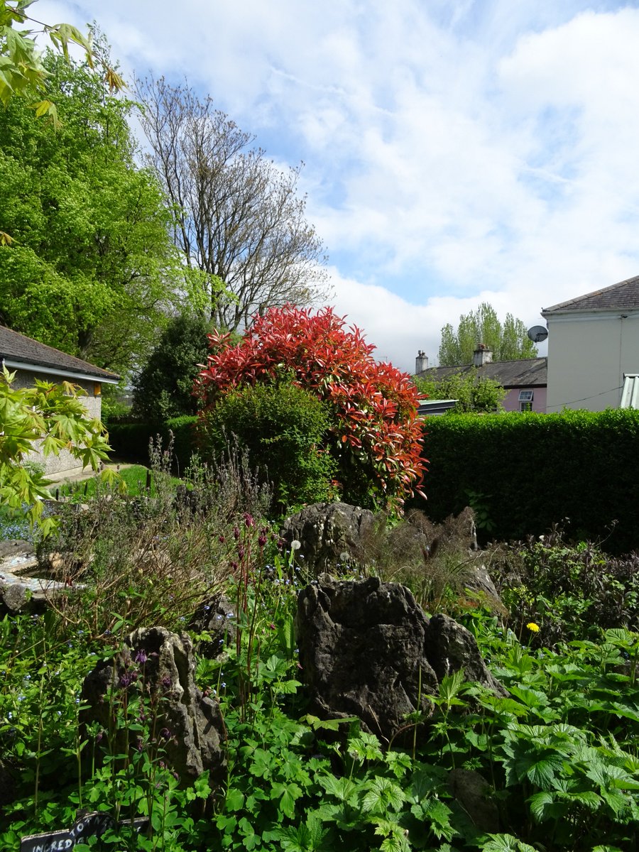 <a href="/syvilachaplin/">Syvila Chaplin</a> <a href="/totnesgardens/">Totnes Gardens</a> <a href="/totnes/">totnes</a> <a href="/TotnesRFC/">Totnes RFC</a> <a href="/GreatDevonDays/">Devon Days #LoveDevon</a> <a href="/visitsouthdevon/">Visit South Devon</a> Notice the colours of the leaves on the plants in the rockery garden, as seen on Tuesday 8th May 2018.