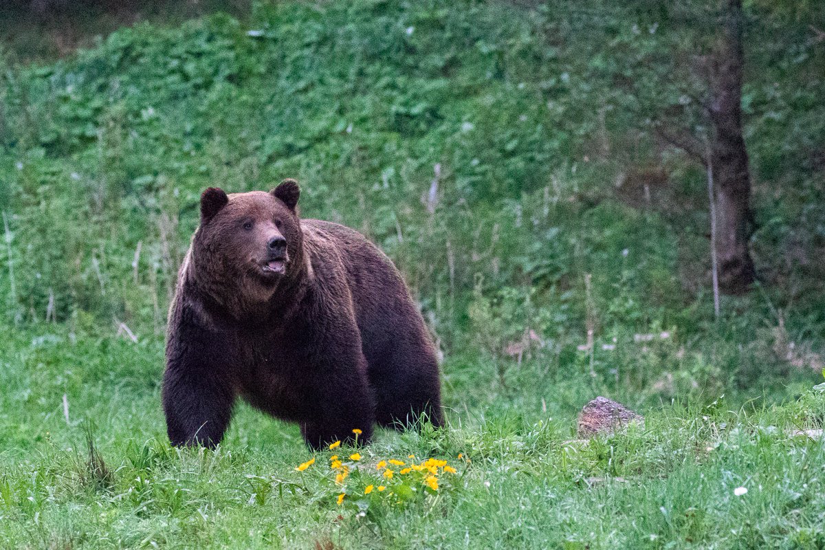 Had a great few days last week with <a href="/BenHallPhoto78/">Ben Hall</a> shooting wild Brown Bears in Slovakia. Incredible animals to see close up. It was testing in the hides at times but worth it. #canonuk #wildlifephotography #tatraphotography