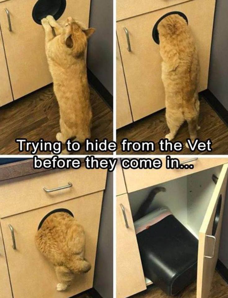 meowbox's tweet image. He was so close... 😭 #themeowlife #stealthfail - Via @meowingtons