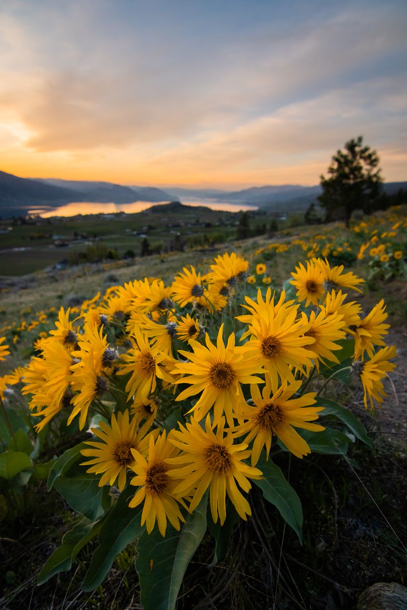 HelloBC's tweet image. RT @preservedlight: A scenic sunset over the South Okanagan Valley.
#ExploreBC #ExploreCanada #Okanagan