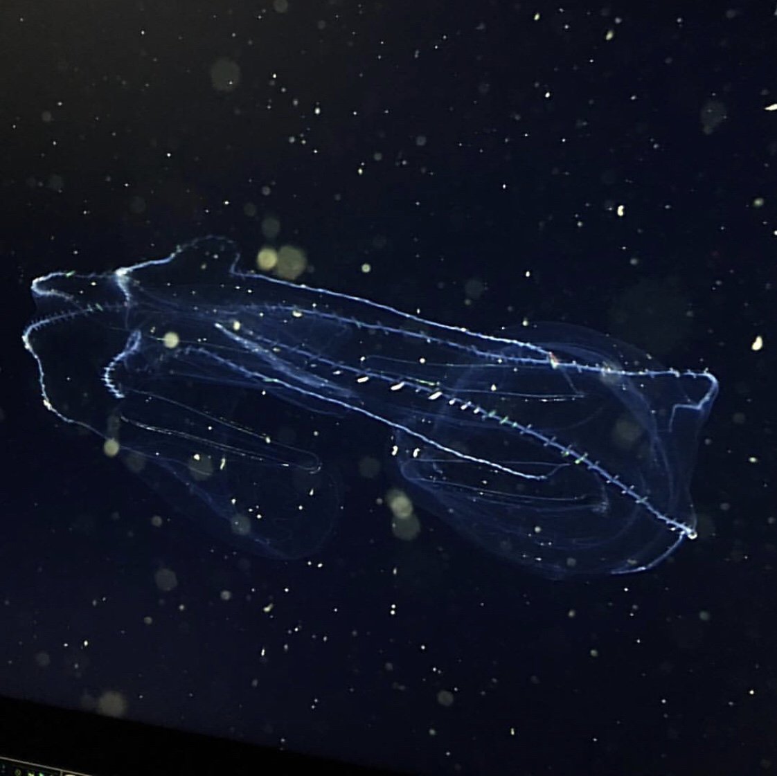 MBARI_News's tweet image. Who thinks this #deepsea ctenophore looks like the #millenniumfalcon? @punkrocksnails #DEEPC