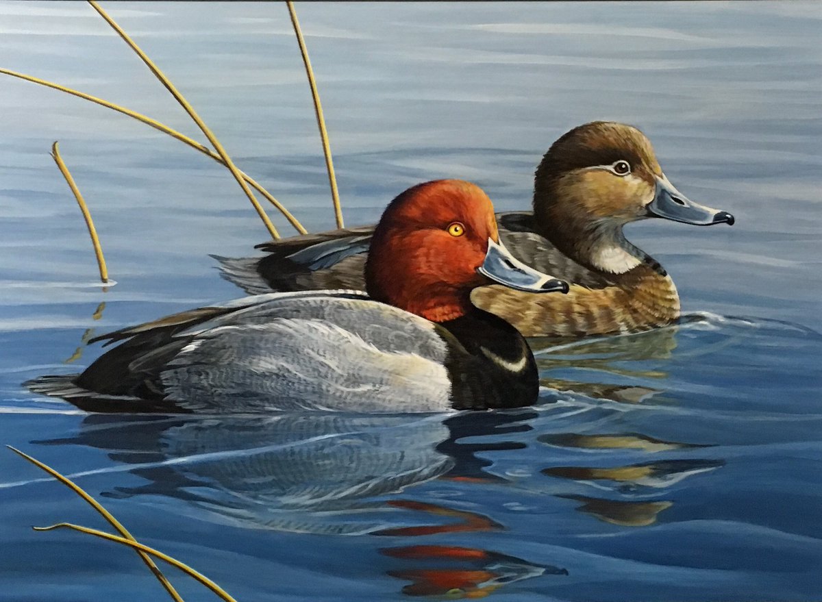 The artwork of Jocelyn Beatty won 1st place in the 2018 Ohio Wetlands Habitat Stamp Design Competition. Beatty’s painting of #redheads will appear on the #OhioWetlandsHabitatStamp issued in the fall of 2019: ow.ly/ZXY530jTl3T #wildohio #huntohio #wetlandconservation