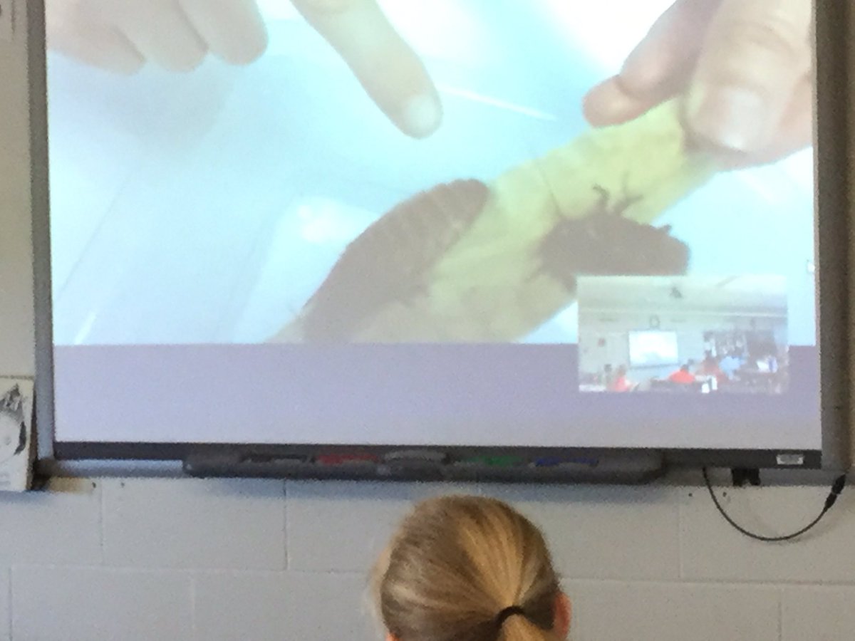 CBDCollins's tweet photo. Today we took a virtual field trip to the Genovesi Environmental Study Center. Ss deepened their understanding of insects and life cycles and asked great questions to add to their informative writing research! #scienceandwriting @CBWarwickElem @SidelinkerQUEST @MicrosoftEDU https://t.co/KKim41A5AL
