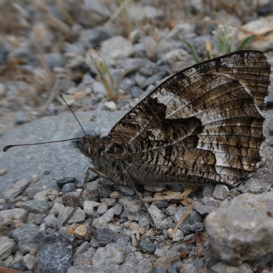 altermatt_lab's tweet photo. As a #butterfly enthusiast, and after reading "Messages from Islands" by Ilkka #Hanski, I went to #Crete and saw some beautiful island-endemics: #Coenonympha_thyrsis and #Hipparchia_cretica. Why did some #Lepidoptera radiate on the Aegean islands but others not? https://t.co/59l95IUHnK