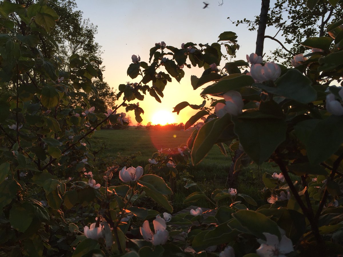 caspergrey's tweet photo. Sunsetter van vanavond.. https://t.co/97necSddl2 #sunsetter #djumasoundsystem #lesdjinns #zonsondergang #priceless #kweeperenbloesem https://t.co/PW6Pe0snSD