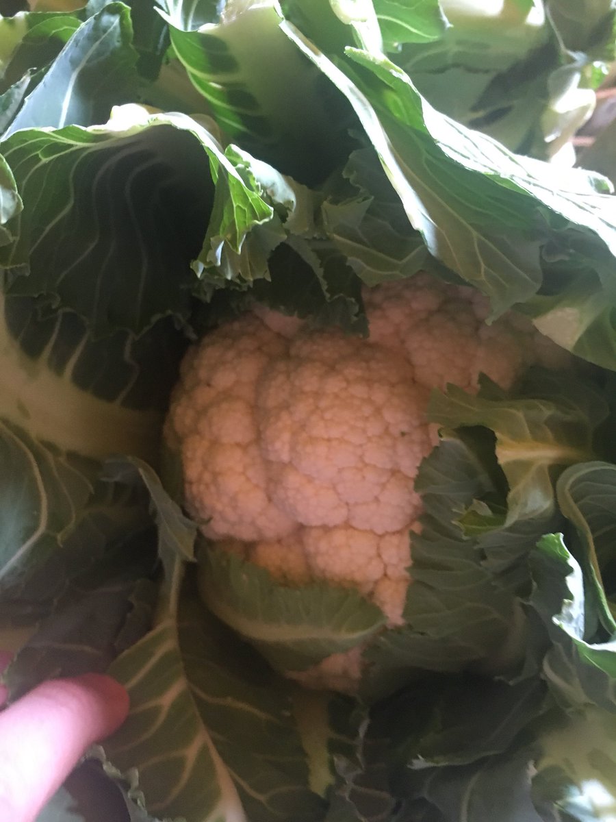 veg_uk's tweet photo. *KENT CAULI*
Today’s visit to the farm. 
#fromfieldtomarket https://t.co/ST6pVmi6Hn