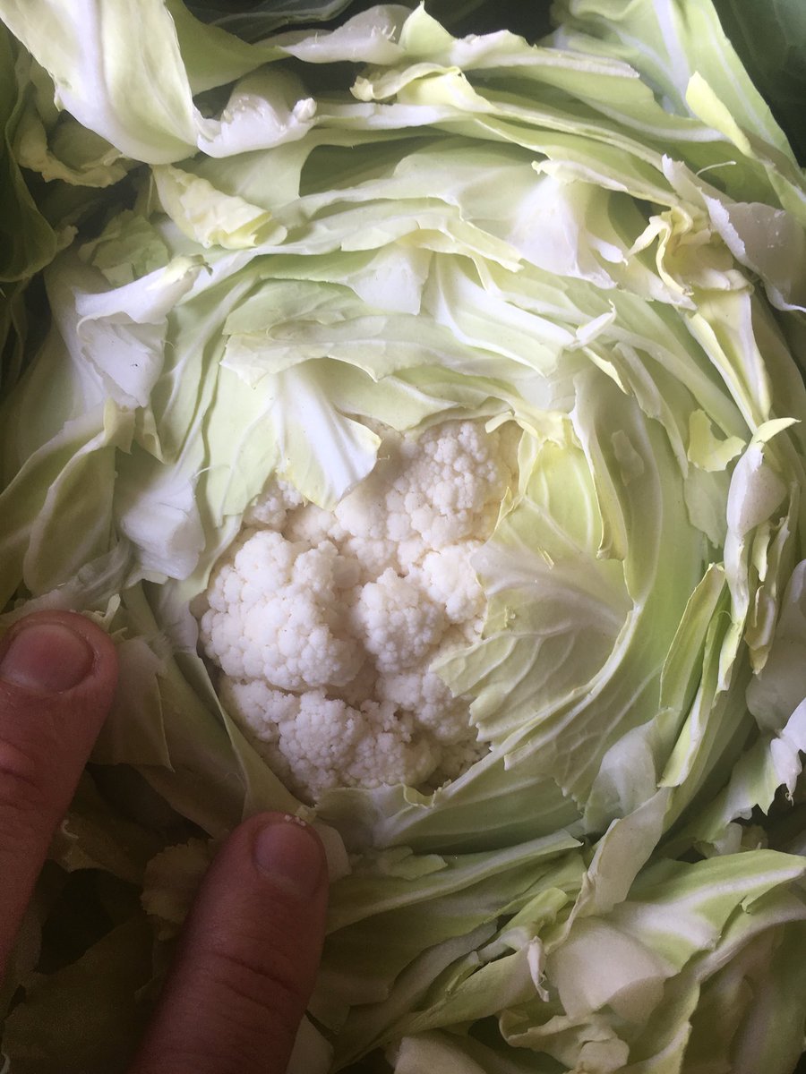 veg_uk's tweet photo. *KENT CAULI*
Today’s visit to the farm. 
#fromfieldtomarket https://t.co/ST6pVmi6Hn
