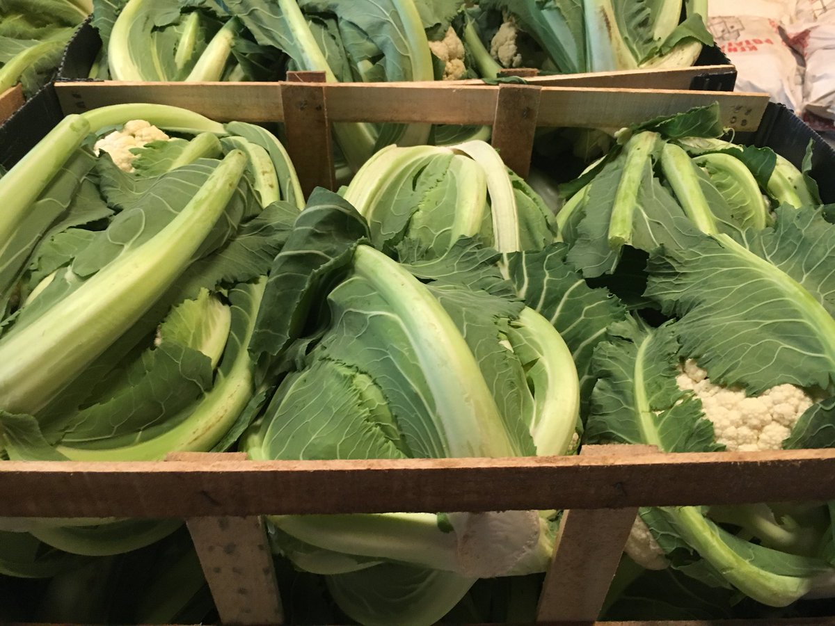 veg_uk's tweet photo. *KENT CAULI*
Today’s visit to the farm. 
#fromfieldtomarket https://t.co/ST6pVmi6Hn