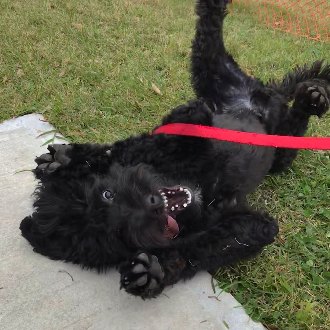 The_NAVC's tweet image. Human: BOO!
Me: AH! 
Heckin' scared.
#nationalpetweek #NAVCpettakeover