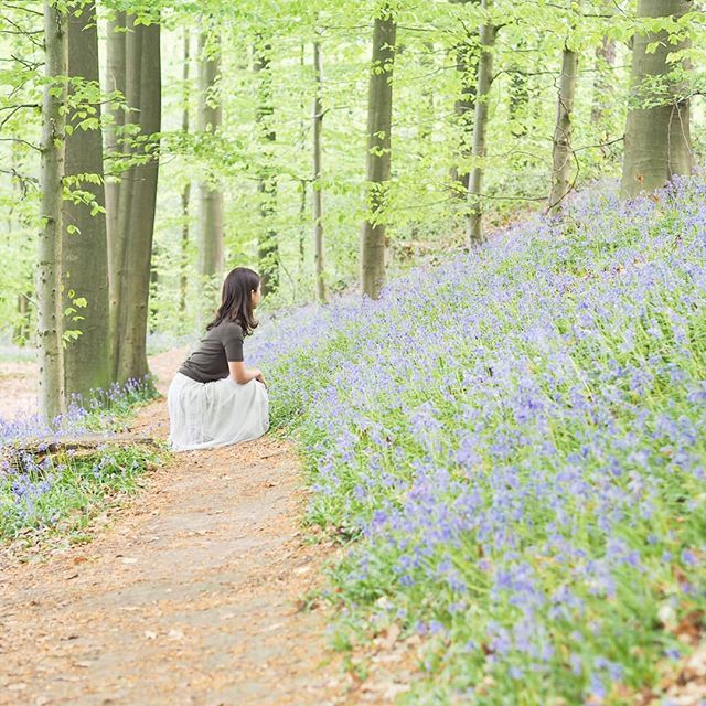 Fumiko على تويتر Hallerbos ブルーベルのお花を観察中 ここハルの森で初めて ブルーベルのお花を知りました イギリスやアイルランドの森にも春になると たくさん咲くそうです 日本でも見られるところもあるみたい ブルーベル ハルの森 Brussels Belgium