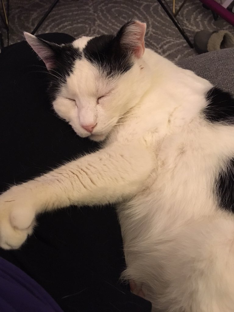 CGOptom's tweet photo. MISSING CAT
Much loved White &amp; black Rupert went missing on Saturday night, 5th May, in the Main Street/Newcastle Road area of Corbridge. He is very nervous and may be hiding somewhere quiet or in a shed or garage. He is microchipped. If sighted call 077753 49371 or 07904 193026 https://t.co/eWvQHgds6V