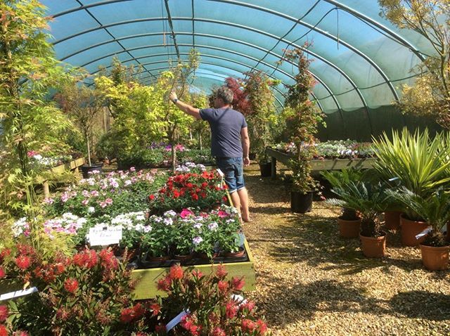 Exoticgardenco's tweet photo. A touch of #Japan has arrived #Aldeburgh with some large #Japanesemaples. #thesuffolkcoast, #aboutfram, #Southwold, #Visit_Suffolk, #WoodbridgeUK,#SimplySuffolk,#NorwichNow,#WildinSuffolk, #Cambridge, #Colchester. #BuryStEdmunds, #London, #Ipswaterfront,… https://t.co/axK5C776ft https://t.co/W1cWcz9yoh