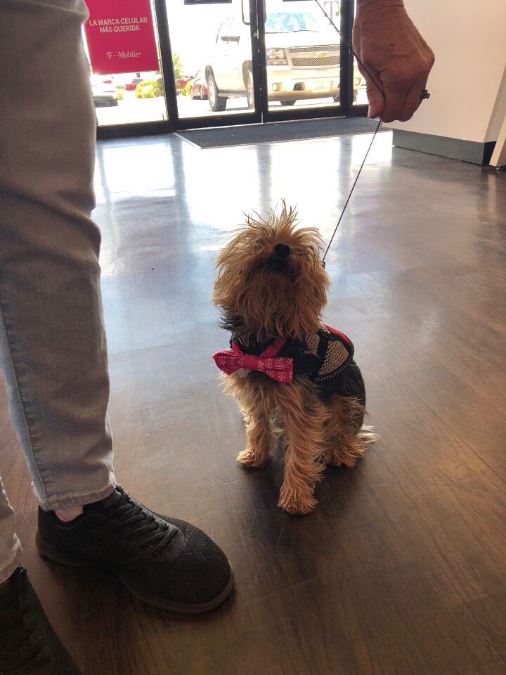 RoDelgado8's tweet photo. Happy camper with his bow tie!! Did you already picked up your bow tie?? Happy T-Mobile Tuesday!! #bowtie #epwest #southwest #wirelessvision https://t.co/Zw6UzWlsNw