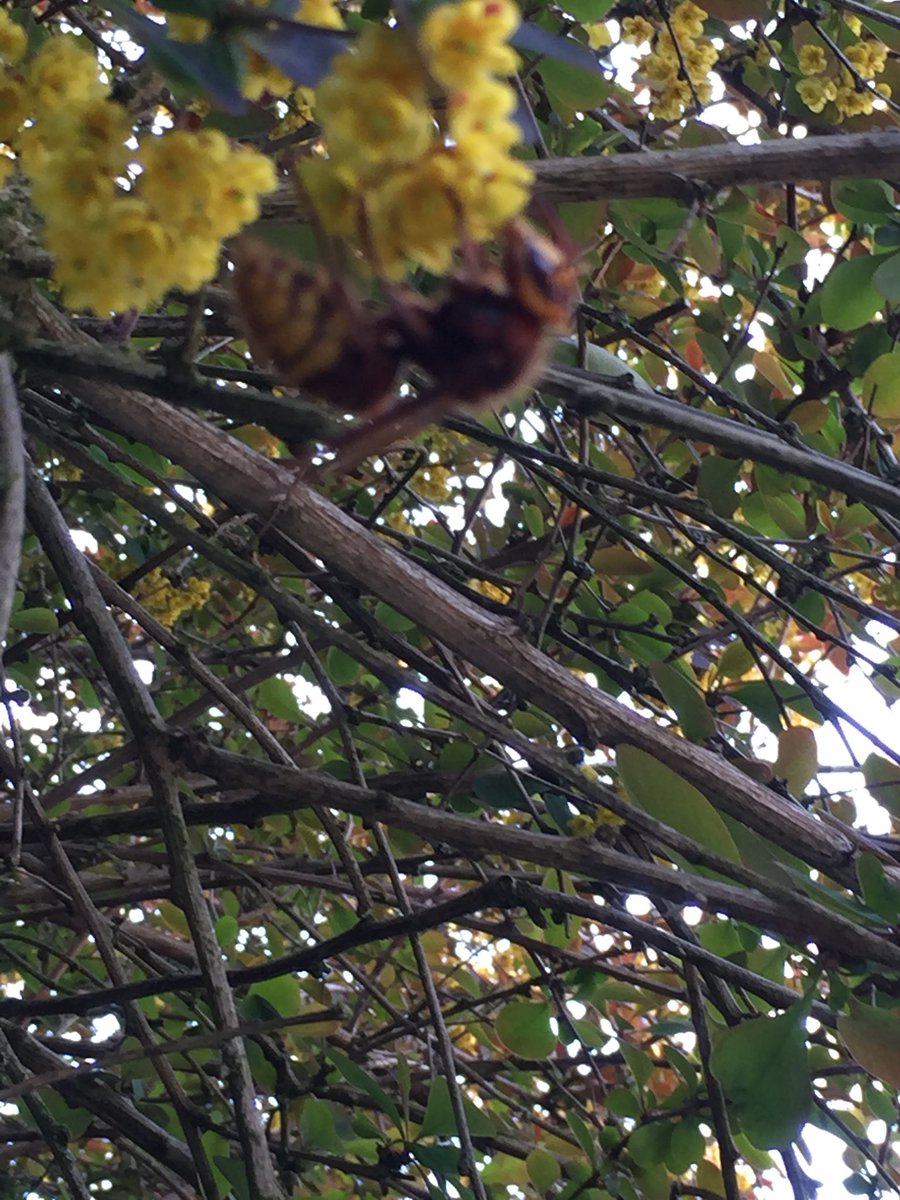 Identification please. European Hornet??