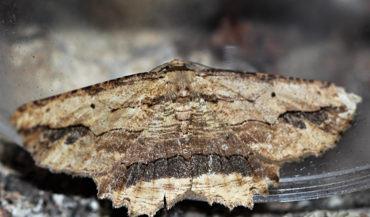 raptorwatcher's tweet photo. #WavedUmber & #IronProminent in the #Moth trap this morning #teamMoth #gardenmothing #lincswildlife @BC_Lincolnshire #NorthLincolnshire @DilgerTV https://t.co/QIGLA44Arx