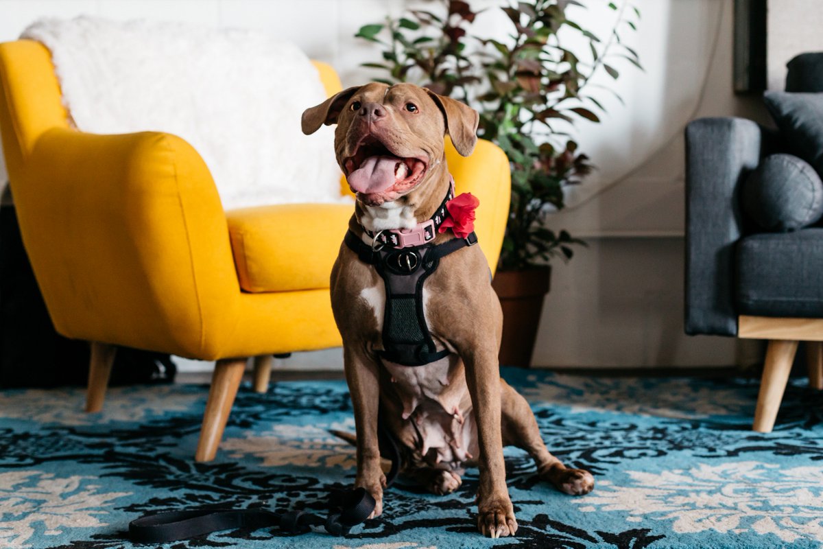 frankandwhit's tweet image. Meet Daisy, our @PSPCA Pup of the Month! Let's find her a forever home! We'll cover the adoption fee 🐾 franklinandwhitman.com/blogs/news/pup… #pspca #adoptdontshop #philadelphia