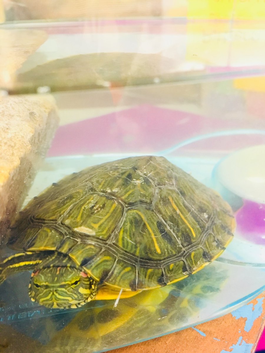 golliharsclass's tweet photo. Meet the newest member of our @golliharsclass family- Hemingway the Red Eared Slider. #golliharsmenagerie #OHTInspired #NISDInspired https://t.co/Hn2qx9EgYm