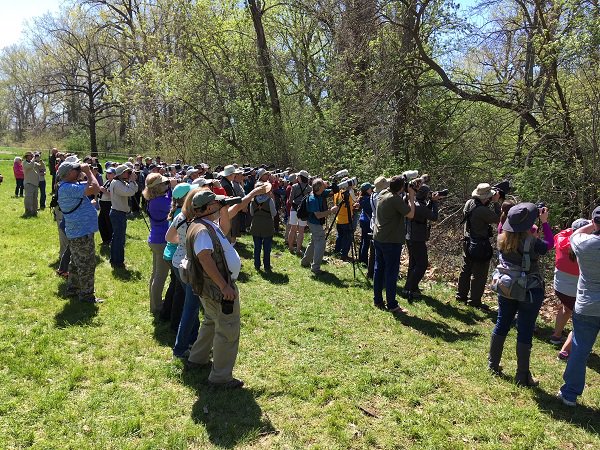 Biggest Week in American Birding update - as of May 7, 33/36 warbler species that can be seen at #MageeMarsh have been reported. Not yet seen: Connecticut, mourning, and Kirtland’s warblers. ow.ly/dGCr30jTMMO #biggestweek #wildohio #birding