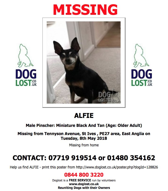 DogLostUK's tweet image. DogLost.co.uk   
#LOST  ALFIE
Male #MiniaturePinscher
#StIves  #PE27 
Tuesday, 8th May 2018  
#LostDog  #ScanMe  doglost.co.uk/dog-blog.php?d… @VetsGetScanning @SAMPAuk_