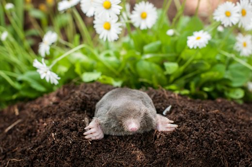 BAExterminators's tweet photo. Though most land owners have never seen an actual mole, the damage they can cause to lawns and gardens is unmistakable. We can help remove moles from your property and limit the chances of soil mounds or surface tunnels ruining its natural beauty. https://t.co/P6RvPczrS0 https://t.co/UluajEweCm