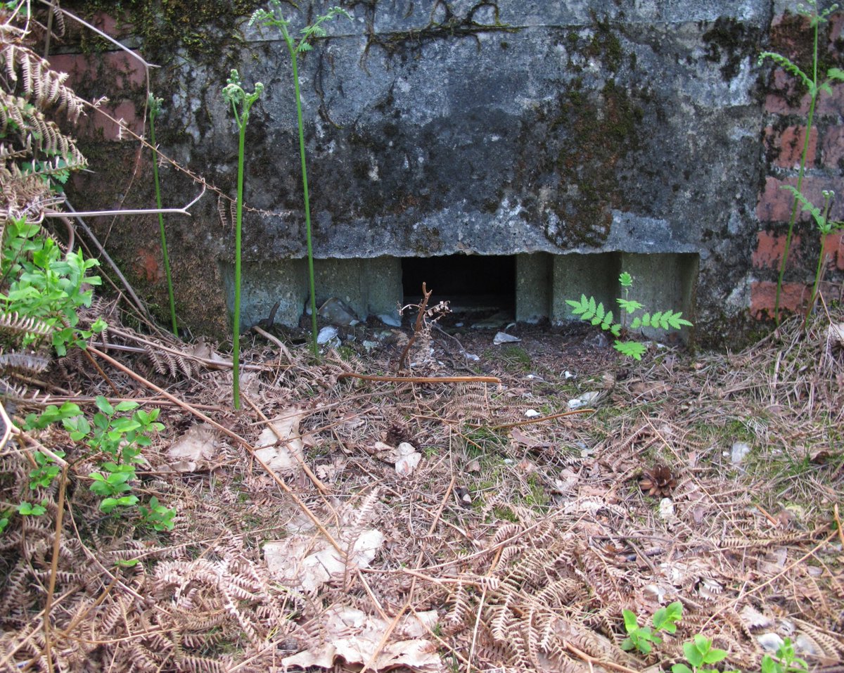 PillboxSG's tweet photo. Some Sleek & Well Dug In #Aldershot Command #WW2Pillboxes Both Shell & BulletProof Varieties #Hampshire, All About To Be Overcome By Nature. https://t.co/70nVvgItg1