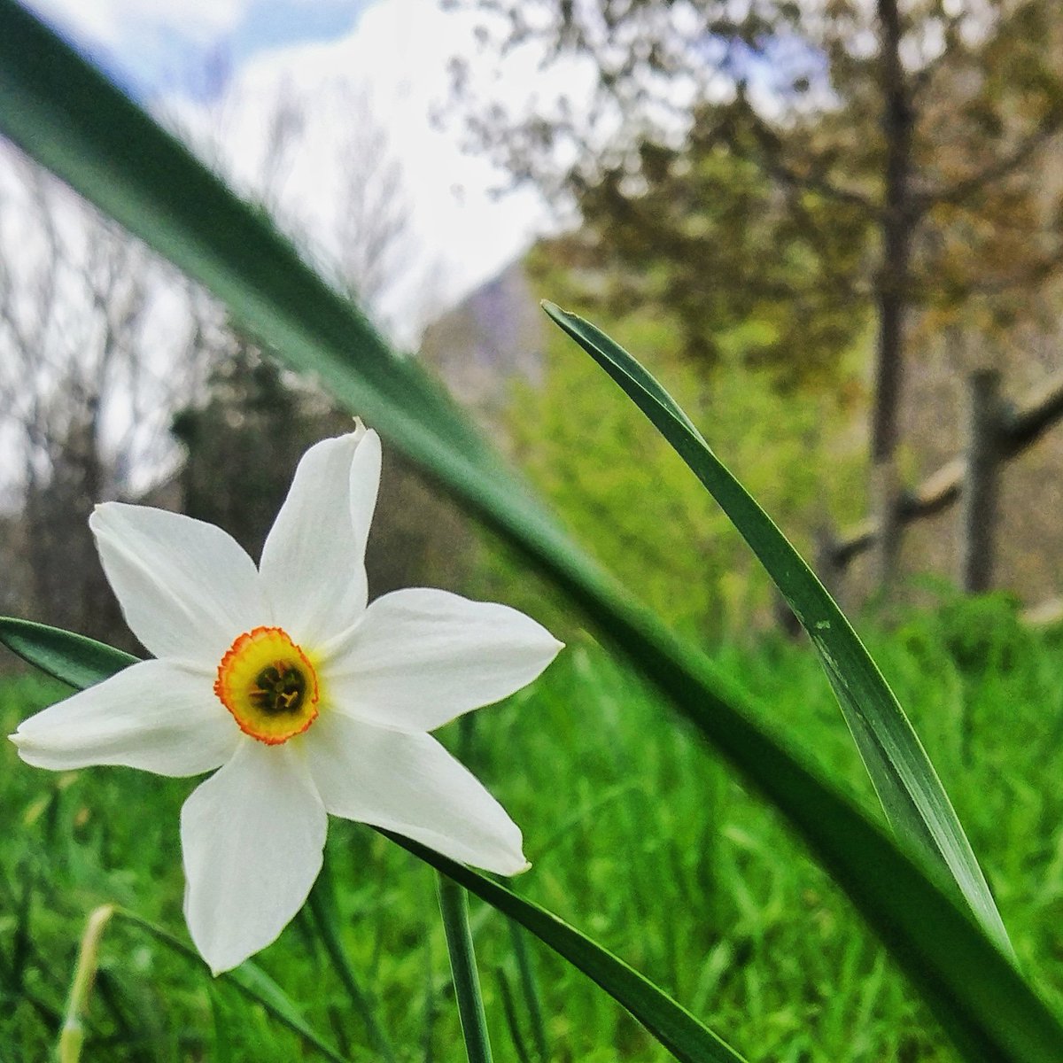 H_ParqueNatural's tweet photo. Con el retraso que está viniendo la primavera las flores de lis están tardando en asomar. 
Por fin las tenemos ya por las praderas de #benasque https://t.co/lGZk7cQAeQ