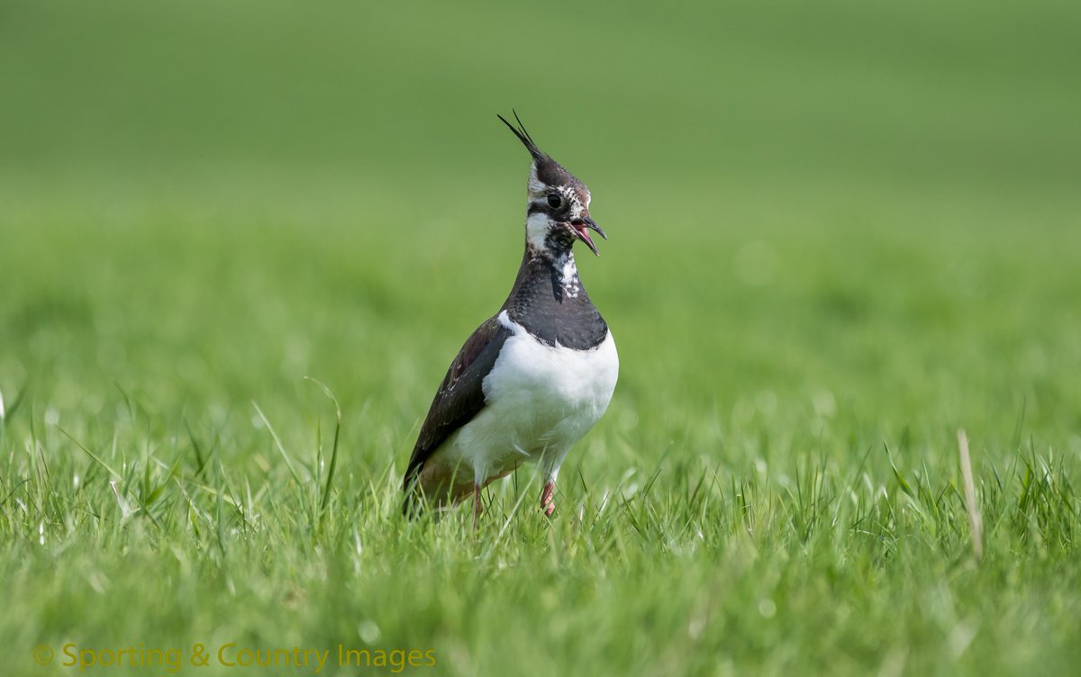 TonyRaine1's tweet image. Lots of Lapwings spotted on the moors of Durham yesterday , would we see any on land thats was left and not managed by Farmers/Gamekeepers &amp;amp; Landowners 
@Gameandwildlife @NationalGamekee @garethBASC  @CurtisMossop