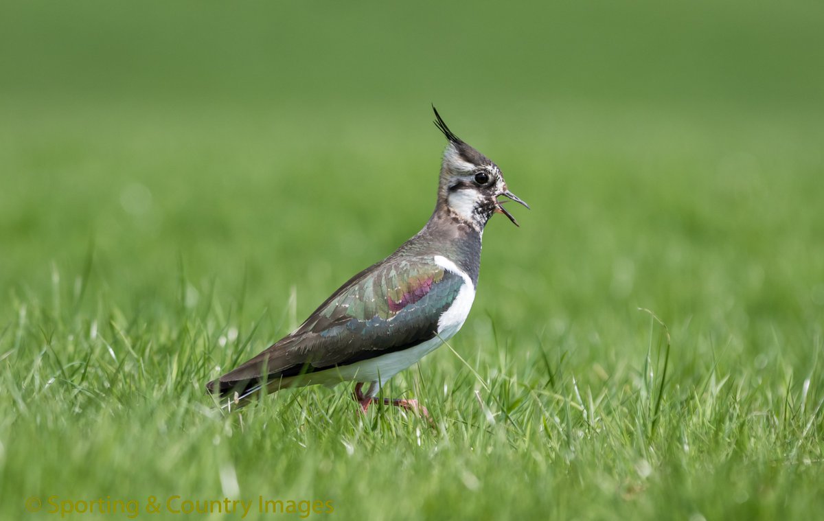TonyRaine1's tweet image. Lots of Lapwings spotted on the moors of Durham yesterday , would we see any on land thats was left and not managed by Farmers/Gamekeepers &amp;amp; Landowners 
@Gameandwildlife @NationalGamekee @garethBASC  @CurtisMossop