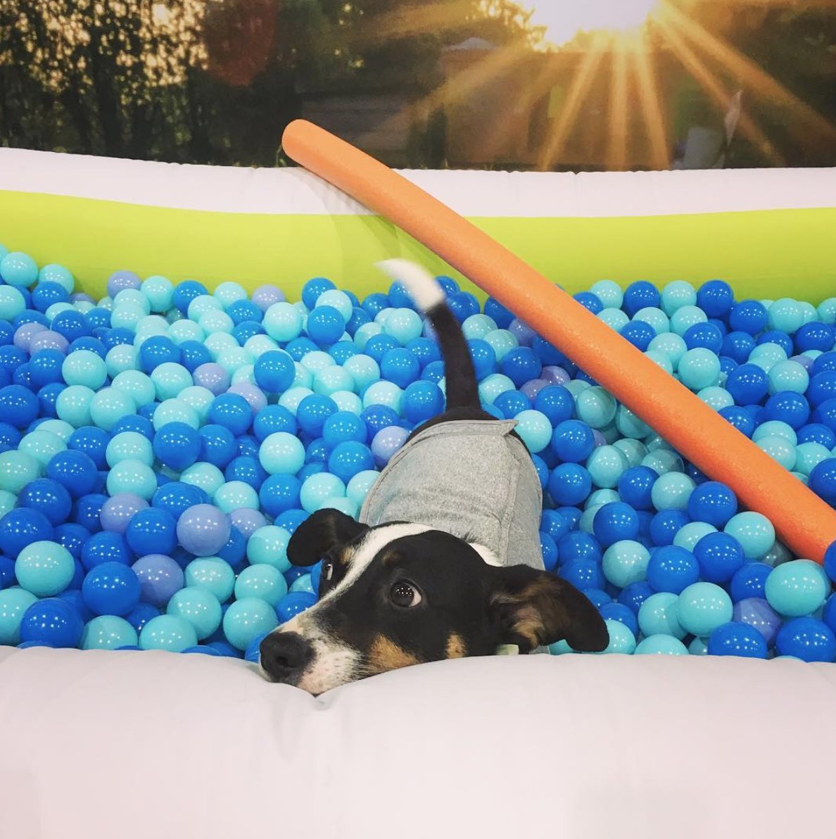 thesochistray's tweet photo. @BlogPaws We liked the pool! #blogpawschat https://t.co/9HCqtn8pFB