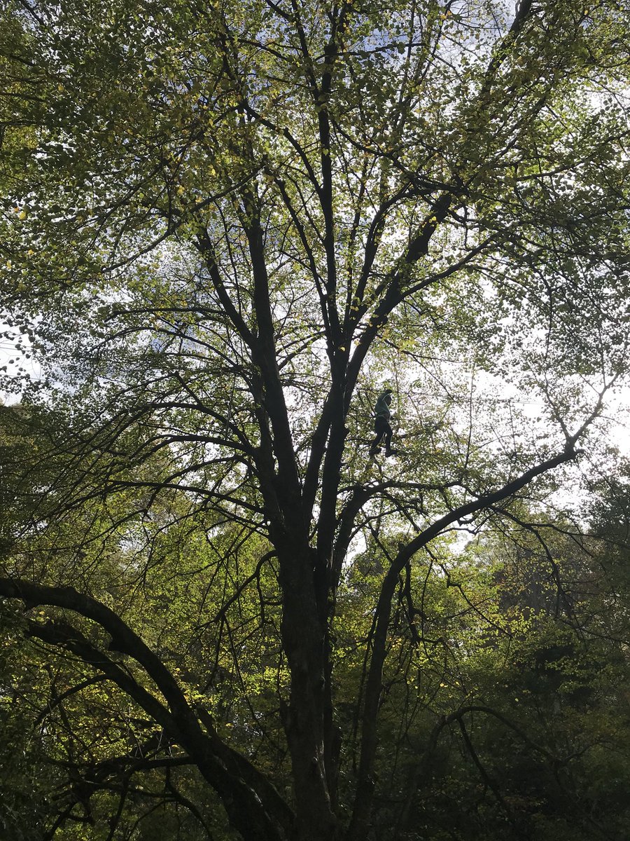mollyisbusy's tweet photo. In the heights. #treeadventures #mggs_wildfell https://t.co/TY2zt2yvXw