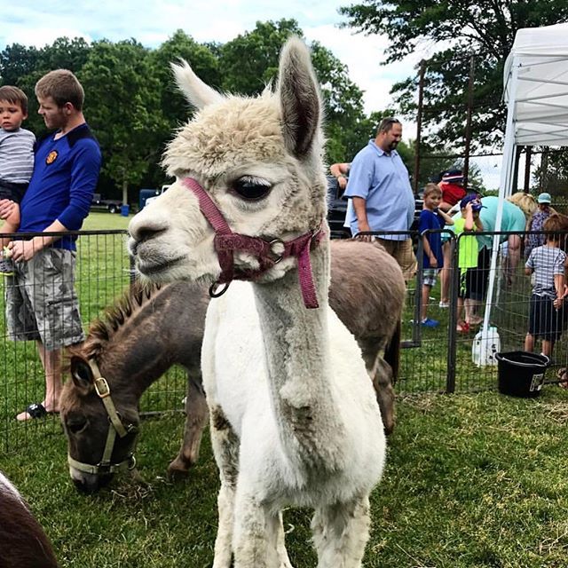 Braintrees4th's tweet photo. If it weren’t for our generous sponsors, like @braintreeelectriclight, these beautiful alpacas wouldn’t be able to celebrate with us! Thank you, thank you, thank you for bringing the magic to Braintree Day!
.
.
.
#braintreeday #braintrees4th #beld #alpaca #community #fourtho… https://t.co/cQrx5DzTYv