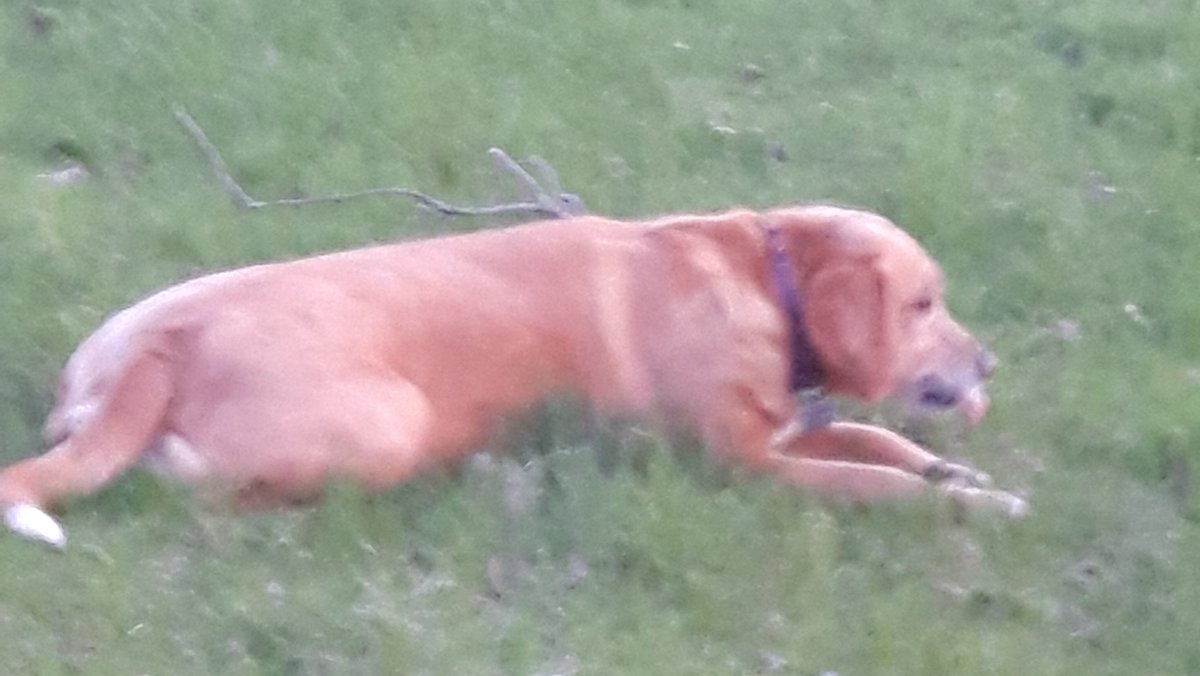 oldfarmgirlKA's tweet photo. Tonight I hit a new level of redundancy....
My sidekick enjoyed chewing a stick while I kept a squirrel treed for her!
Leaves are coming on, colour is popping up everywhere, including daffodils in the middle of the lawn!
#mydogistheboss
#thetreesarealive
#spring18
#flowers https://t.co/N8OUPuoLfY