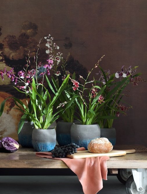 There are several different, elegant varieties of orchids that make for beautiful decor. Do you have a favorite? goo.gl/XPuHtu