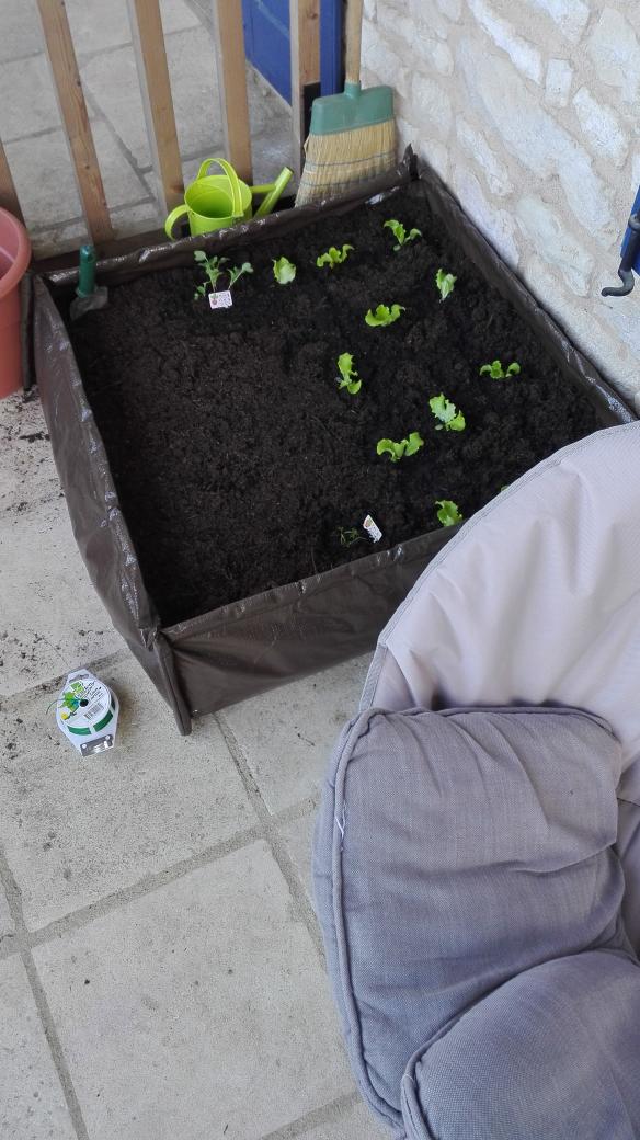 AlisonBerthe's tweet photo. Petit potager #naturelover #legumes https://t.co/brZ5e7D8gD