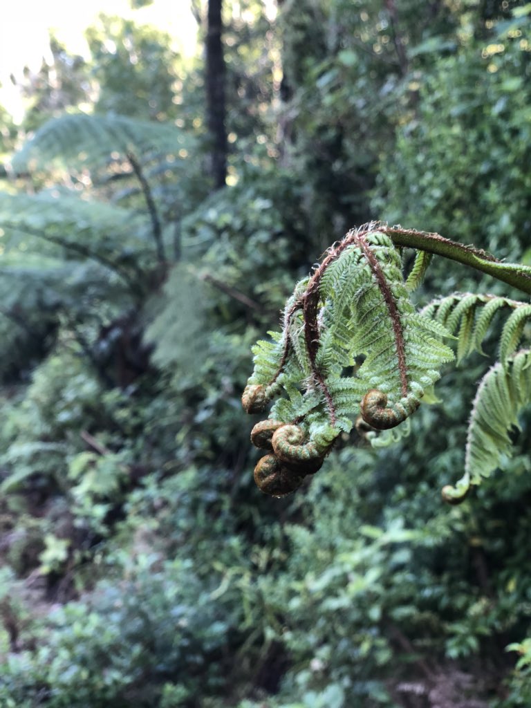 pe_kaiako's tweet photo. Pumped to be taking 40 young adventures on a 3 day hikoi next week! #previsit #EOTC https://t.co/zdTm6pEzF6