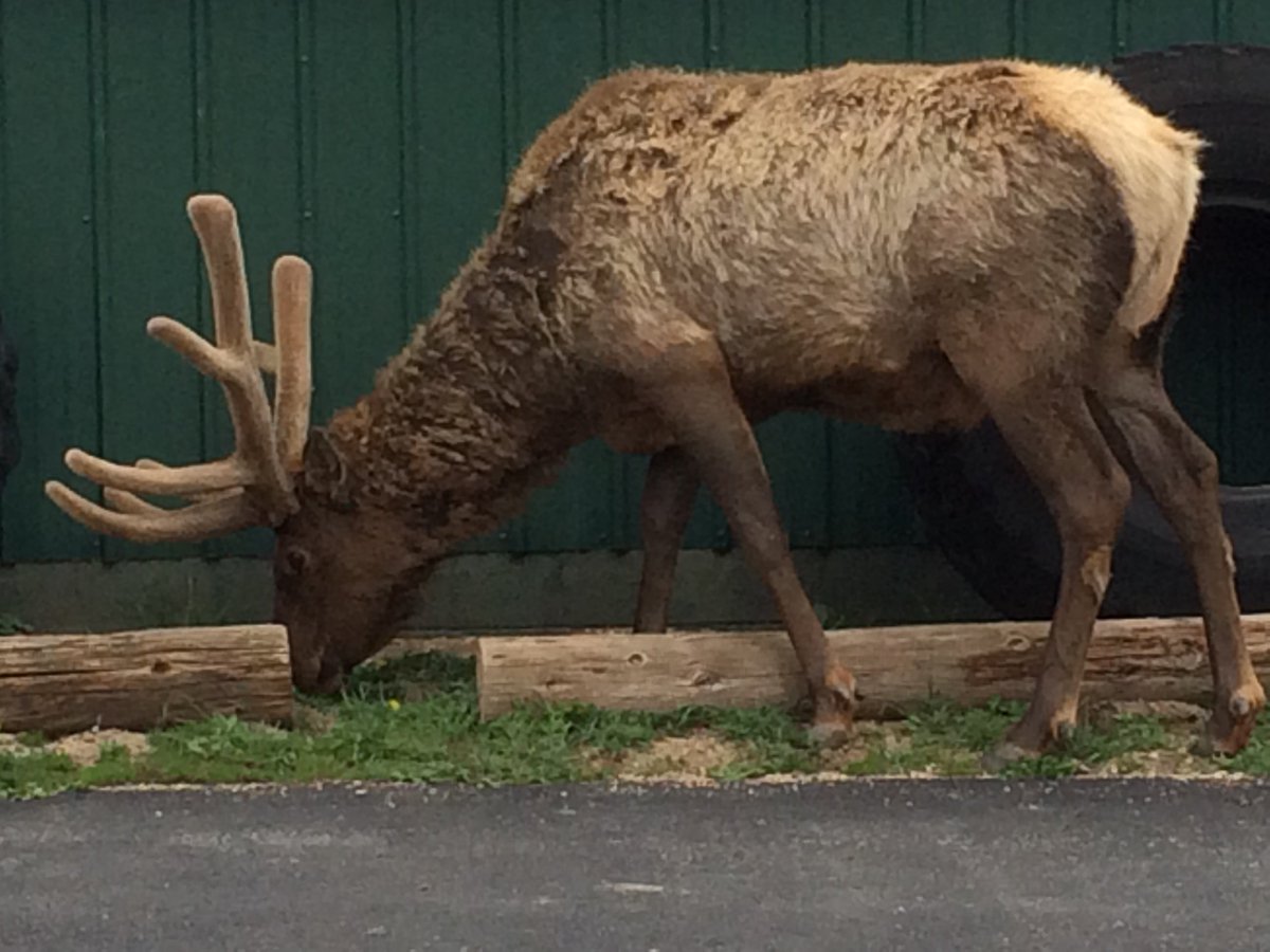 TourEstesPark's tweet photo. Just about 2 weeks of antler growth https://t.co/cKkhSbab2P