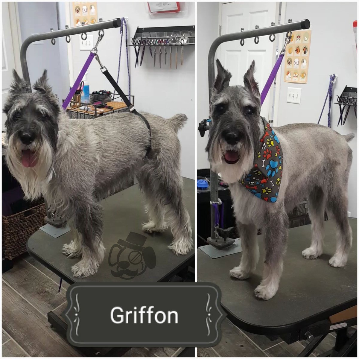 TCCGrooms's tweet photo. #Griffon! | ✂️ | #standardSchnauzer #Schnauzer | #conspicupups #dog #dogs #doggroomer #pet #pets https://t.co/MAX3BWF0Gs