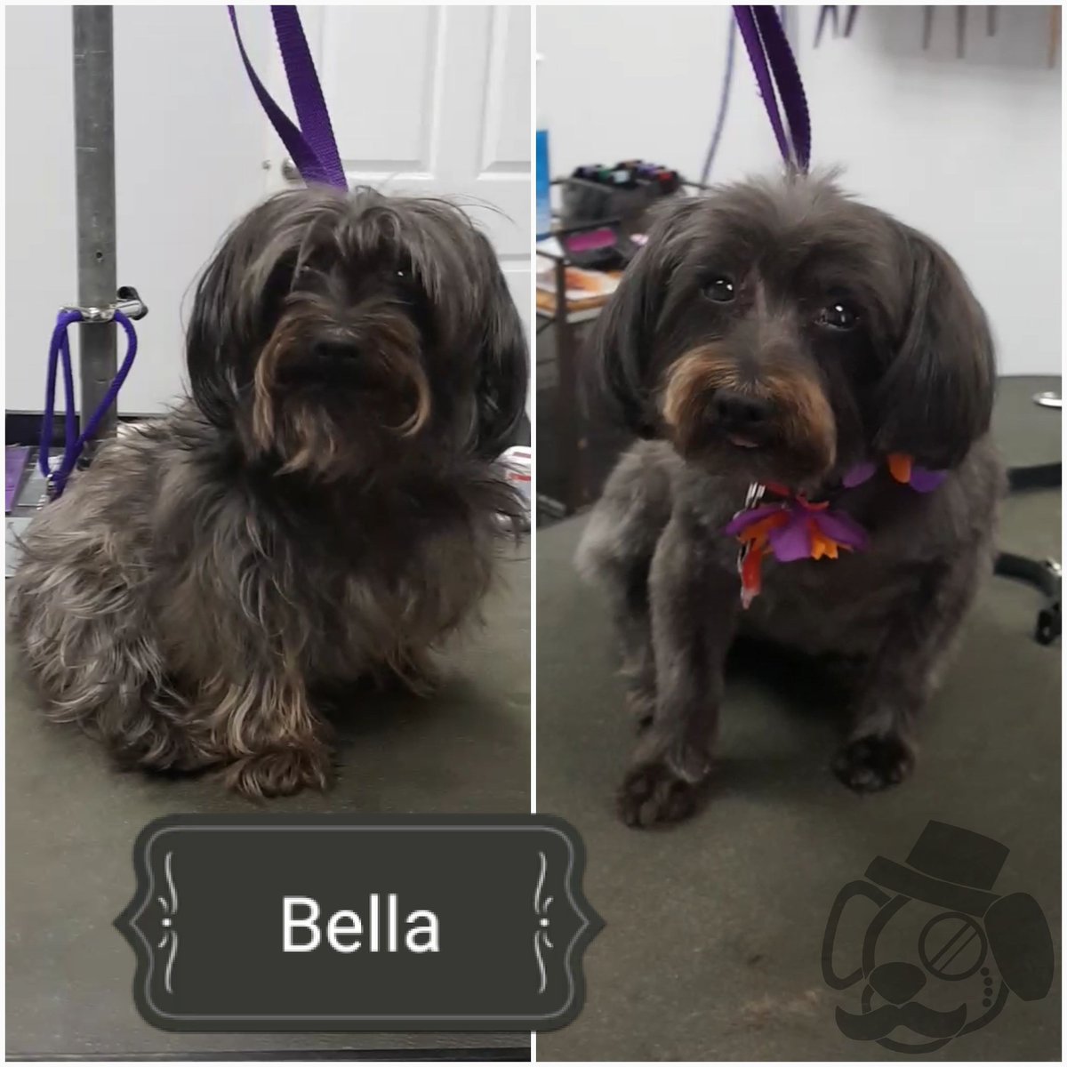 TCCGrooms's tweet photo. #Bella! | ✂️ | #Yorkiepoo | #conspicupups #dog #dogs #doggroomer #pet #pets https://t.co/WyQ1zQ1MNv