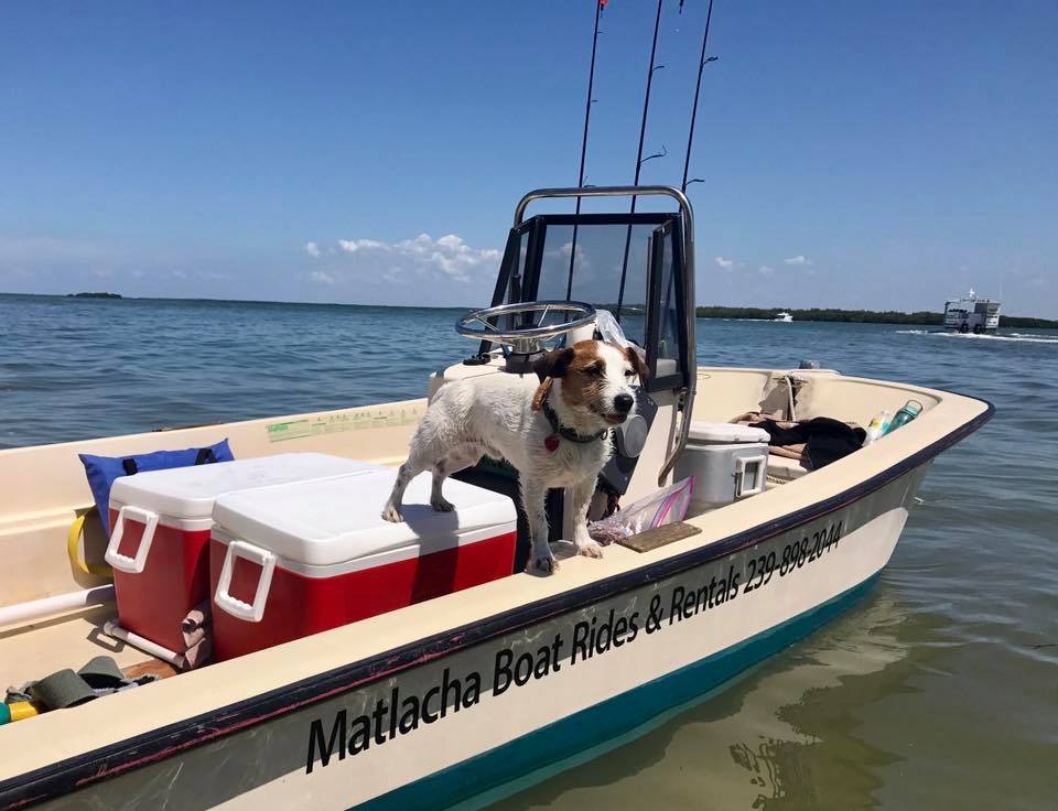 MatlachaBoats's tweet photo. Short on time? Wanna play for a couple hours? PET FRIENDLY boat tour to #picnicisland is #thingstodo in #matlacha with @MatlachaBoats https://t.co/t5CiIJGLrv