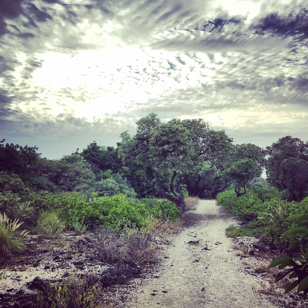 HIPacParks's tweet photo. Need a little nudge for your #TravelTuesday #daydreams? Come visit our partner national parks in Hawaiʻi. Imagine yourself here. Better? :)
Image Judy E./HPPA
@KalokoNPS #Kaloko-#Honokōhau #nationalhistoricalparks #parkspartners #trailgoals #GoOutside https://t.co/sULYMfXtlL