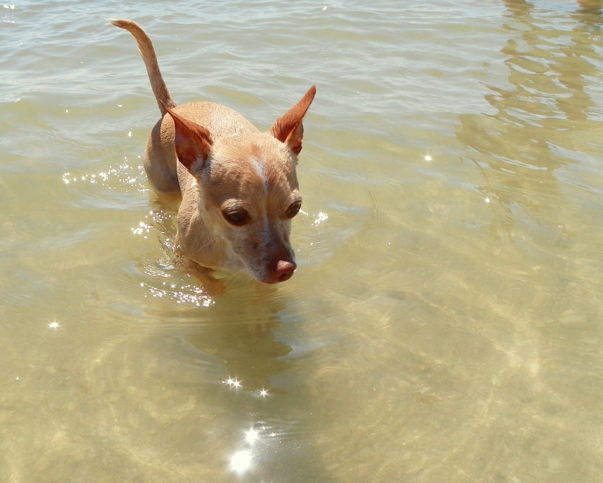 MatlachaBoats's tweet photo. Short on time? Wanna play for a couple hours? PET FRIENDLY boat tour to #picnicisland is #thingstodo in #matlacha with @MatlachaBoats https://t.co/t5CiIJGLrv