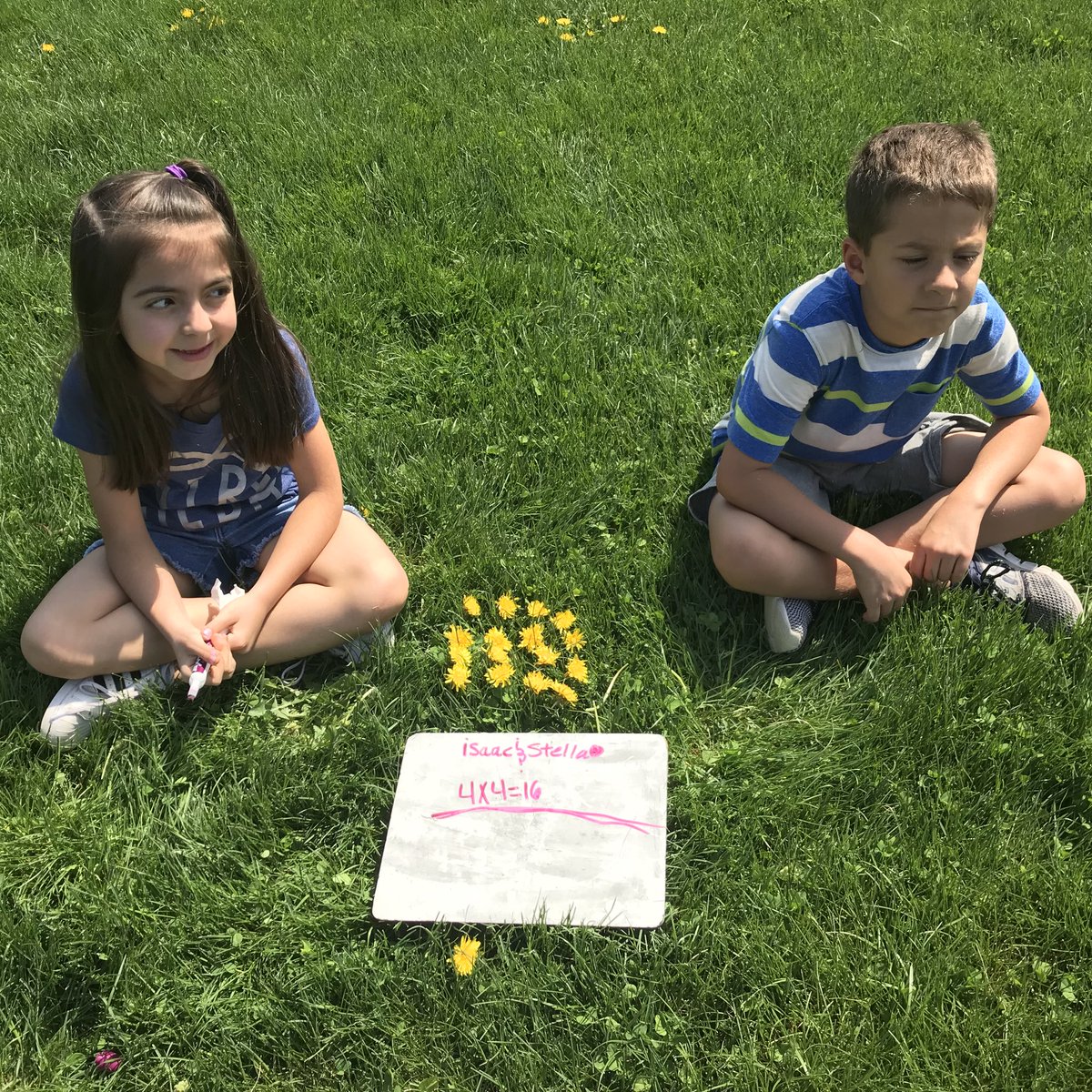 LauraGoTeach's tweet photo. Building arrays with dandelions during Math workshop @D59SaltCreek in Mrs. Safina’s 2nd Grade! https://t.co/L3VFqhBb68