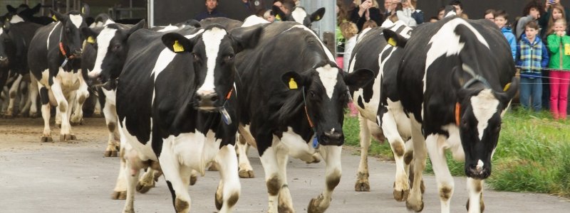 Schellachkaas's tweet photo. Onze dames gaan op onze open dag weer de wei in! Kom zaterdag aanstaande langs! - https://t.co/Y8o6Wy3WjM https://t.co/E4oytfqUYg
