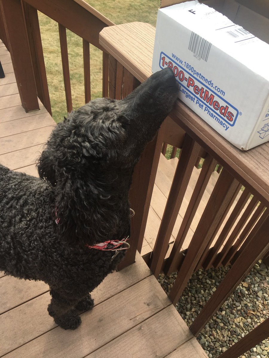 PageTurner67's tweet photo. Kody smells a treat from @1800PetMeds #1800PetMedsPet https://t.co/EeU7DM0IP3